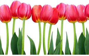 DIMEX | Vliesové fototapety na stenu Tulipány MS-5-0126 | 375 x 250 cm | zelená, červená, biela