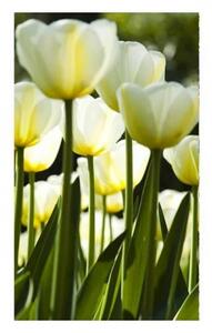 DIMEX | Vliesové fototapety na stenu Biele tulipány MS-2-0127 | 150 x 250 cm | žltá, zelená, biela