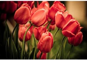 DIMEX | Vliesové fototapety na stenu Červené tulipány MS-5-0128 | 375 x 250 cm | červená, zelená