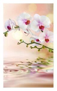 DIMEX | Vliesové fototapety na stenu Biela orchidea MS-2-0147 | 150 x 250 cm | biela, zelená, ružová, oranžová