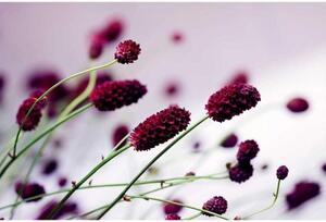 Fototapeta - Fialový kvet