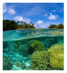 Fototapeta - Koralový útes 1