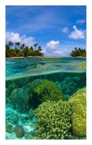 Fototapeta - Koralový útes 1