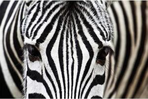 DIMEX | Vliesové fototapety na stenu Zebra MS-5-0234 | 375 x 250 cm | čierna, biela