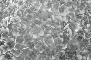 Fototapeta - Abstraktné jablkové kvety III
