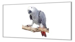 Ochranná doska papagáj XVI. - 52x60cm / ANO