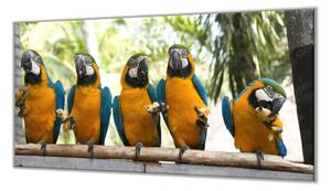 Ochranná doska papagáj ara ararauna s banánom - 52x60cm / ANO