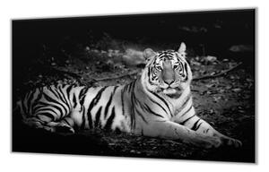 Ochranná doska čiernobiely tiger - 55x55cm / NE