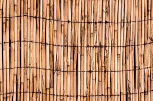 Samolepiaca fototapeta exotický bambus
