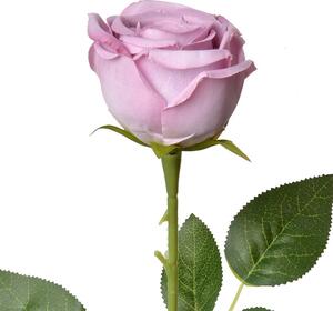 Dekorácia umelá kvetina fialová ruža Rose Purple - 9*9*61 cm - Clayre & Eef