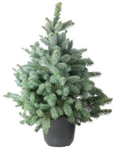 Vianočný stromček v kvetináči Smrek strieborný 120-150 cm, stredný