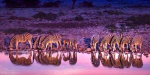 Obraz zebry v safari - 100x50