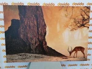 Obraz africká antilopa - 60x40