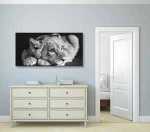 Obraz mláďa leva v čiernobielom prevedení - 100x50