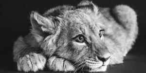 Obraz mláďa leva v čiernobielom prevedení - 100x50