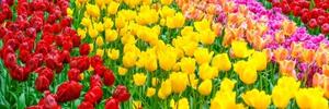 Obraz záhrada plná tulipánov - 135x45