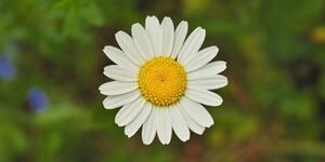 Obraz kvet margarétky - 100x50