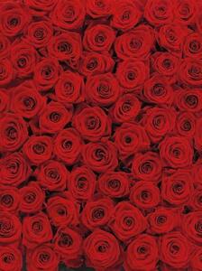 Fototapety, rozmer 194 x 270 cm, ruže, Komar 4-077