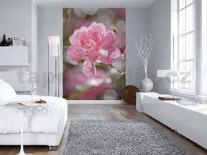 Fototapety, rozmer 184 x 254 cm, ružové okvetie, Komar 4-713