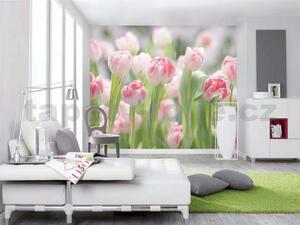 Fototapety, rozmer 368 x 254 cm, tulipány, Komar 8-708