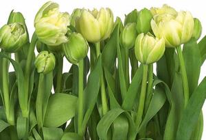 Fototapety, rozmer 368 x 254 cm, tulipány, Komar 8-900