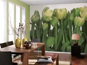 Fototapety, rozmer 368 x 254 cm, tulipány, Komar 8-900