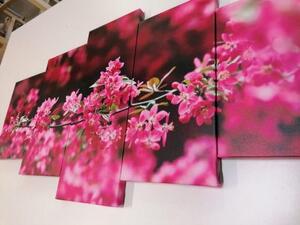 5-dielny obraz detailné kvety čerešne - 100x50