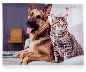 Obraz na plátne DOG AND CAT II 40x30 cm, motív pes s mačkou