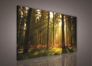 Obraz na plátne, rozmer 100 x 75 cm, les, IMPOL TRADE PP204O1