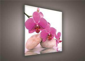 Obraz na plátne, rozmer 80 x 80 cm, orchidea ružová, IMPOL TRADE 136O2