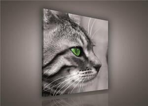 Obraz na plátne, rozmer 80 x 80 cm, mačka, IMPOL TRADE 181O2