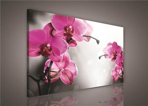 Obraz na plátne, rozmer 100 x 75 cm, orchidea, IMPOL TRADE PP421O1