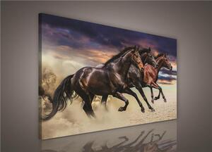 Obraz na plátne, rozmer 100 x 75 cm, kôň, IMPOL TRADE PP496O1