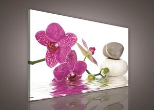 Obraz na plátne, rozmer 100 x 75 cm, orchidea, IMPOL TRADE PP257O1