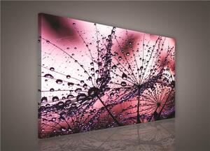 Obraz na plátne, rozmer 100 x 75 cm, rosa, IMPOL TRADE PP425O1