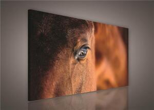 Obraz na plátne, rozmer 100 x 75 cm, kôň, IMPOL TRADE PP495O1