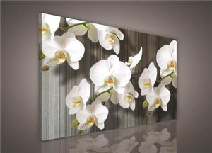 Obraz na plátne, rozmer 100 x 75 cm, orchidea, IMPOL TRADE PP416O1