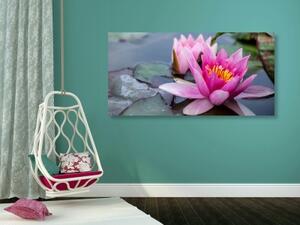 Obraz ružový lotosový kvet - 100x50