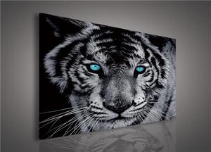 Obraz na plátne, rozmer 100 x 75 cm, tiger, IMPOL TRADE 130AO1