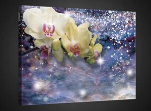 Obraz na plátne, rozmer 100 x 75 cm, orchidea, IMPOL TRADE PP2320O1