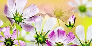 Obraz záhradné kvety - 100x50