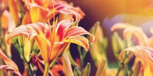 Obraz nádherne kvitnúce záhradné kvety - 100x50