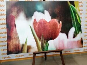 Obraz lúka tulipánov v retro štýle - 60x40