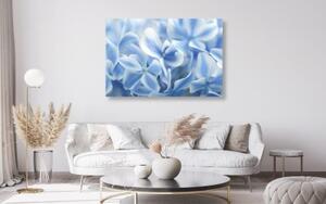Obraz kvety hortenzie v modrobielom nádychu - 60x40