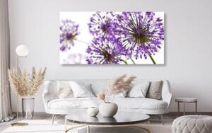 Obraz kvitnúce fialové kvety cesnaku - 100x50