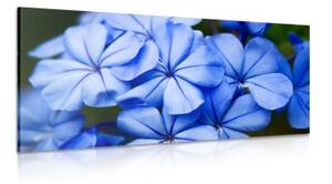 Obraz malebné modré kvety - 100x50