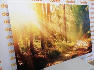 Obraz slnečné lúče v lese - 120x80
