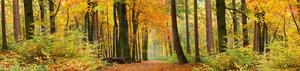 Samolepiace tapety za kuchynskú linku, rozmer 260 cm x 60 cm, les v jeseni, DIMEX KI-260-045