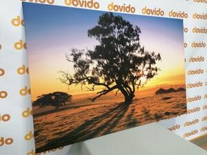 Obraz osamelý strom pri západe slnka - 60x40