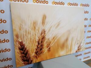 Obraz pšeničné pole - 60x40